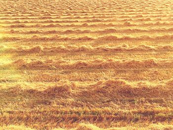 Full frame shot of grass growing on land