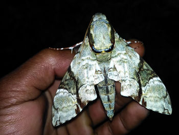 Close-up of hand holding leaf