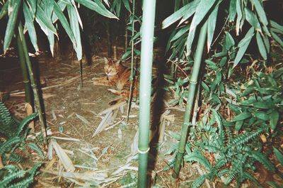 High angle view of bamboo plants on field