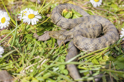 Close-up of lizard on grass