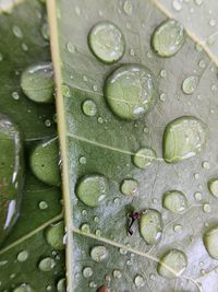 Full frame shot of leaf