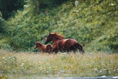 Horses in a field