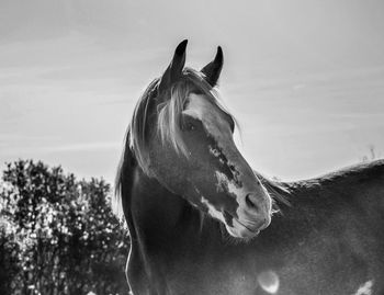 Close-up of horse on field against sky