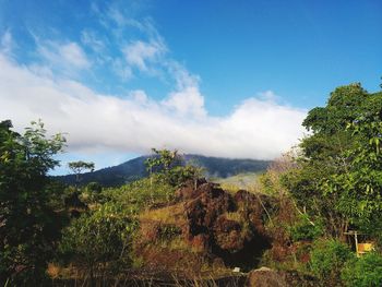 Trees and plants growing on land against sky