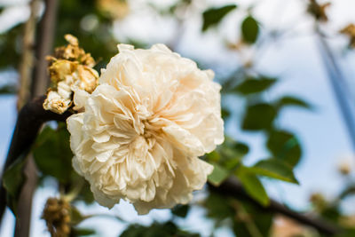 Close-up of white rose