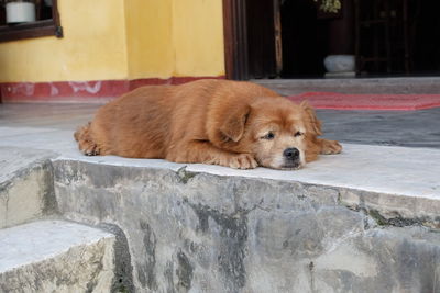Dog lying down