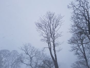 Low angle view of bare trees against clear sky