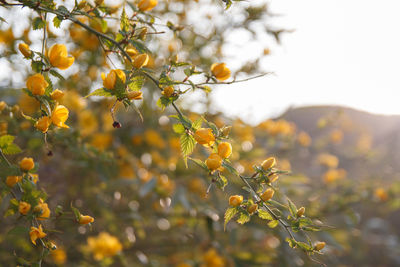 Close-up of fruit growing on tree