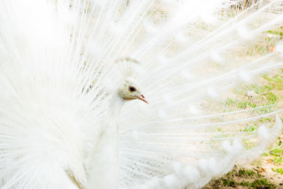 Close-up of a peacock