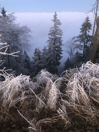 Aerial view of pine trees during winter