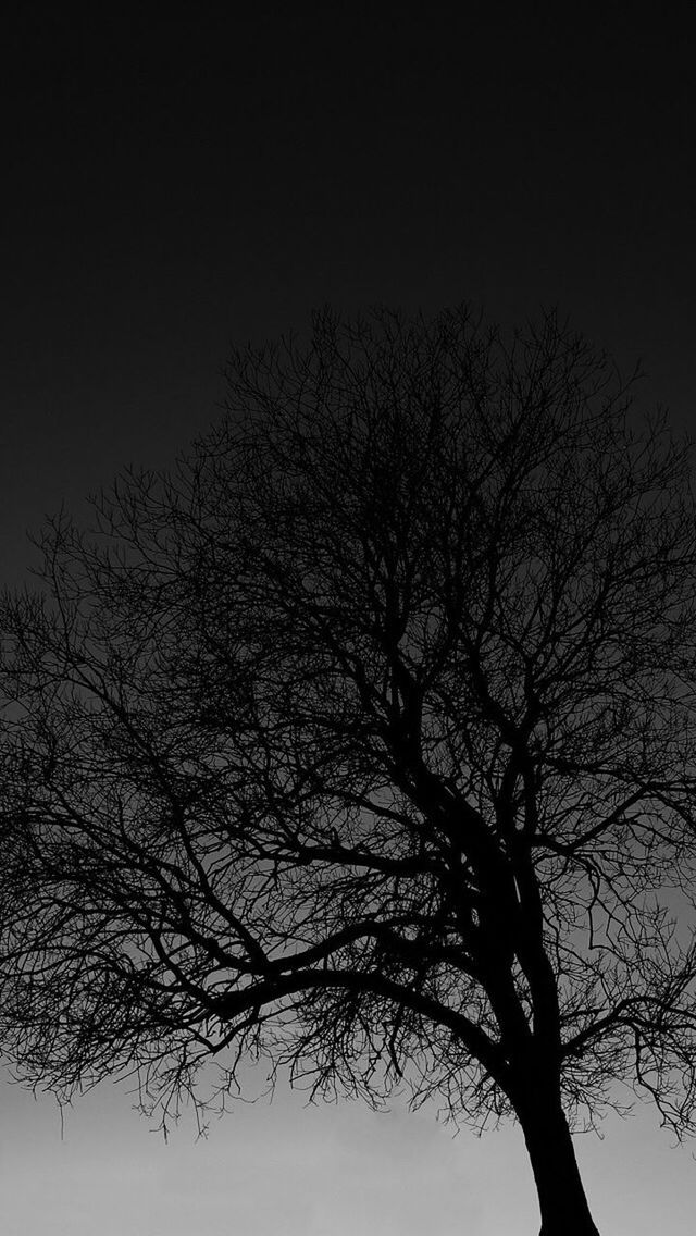 LOW ANGLE VIEW OF SILHOUETTE BARE TREE AGAINST CLEAR SKY