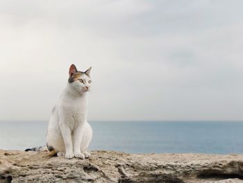Cat sitting on shore by sea against sky