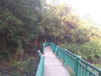 Footbridge amidst trees in forest