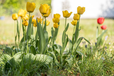 Close-up of yellow crocus flowers on field