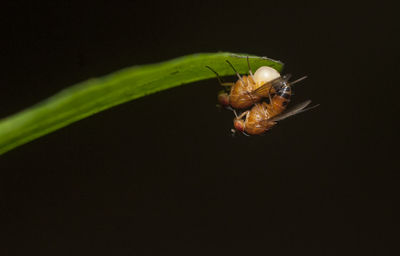 Close-up of insect on leaf against black background