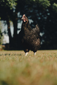 Low angle shot of a chicken standing an a grass field during sunset