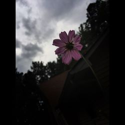 Close-up of flowers against the sky