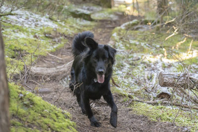 Portrait of dog on field