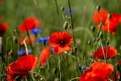 Close-up of red flowering plants on field