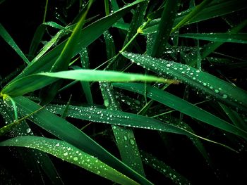 Close-up of wet plant during rainy season