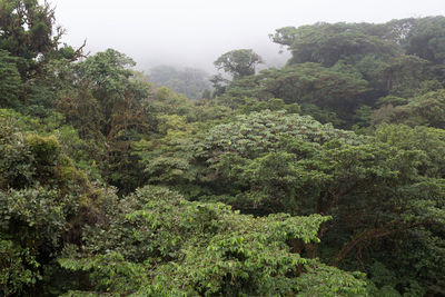 Scenic view of forest