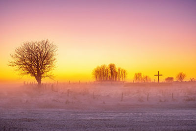 Bare trees on field during sunset