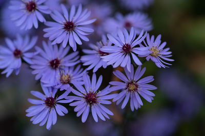 Close-up of purple flowering plant