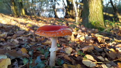 Close-up of mushroom growing on field