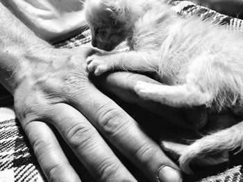 Cropped hand by kitten at home