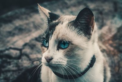 Close-up of a cat looking away