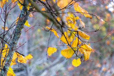 Low angle view of autumnal tree against orange sky