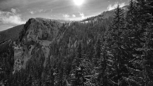 Scenic view of pine trees against sky during winter