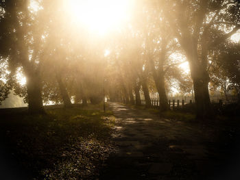 Sun shining through trees in forest