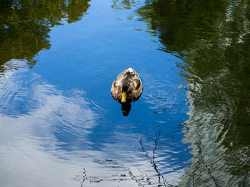 High angle view of duck swimming in lake