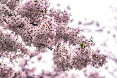 Close-up of cherry blossom tree