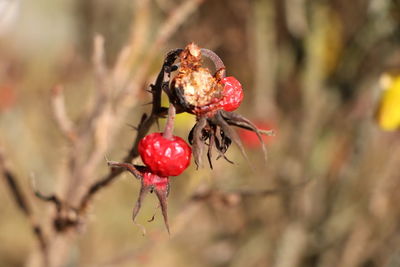 Close-up of red berries on plant