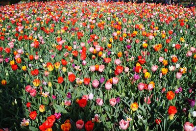 Red tulips in field