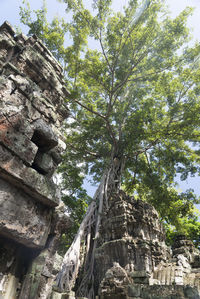 Low angle view of old ruin tree