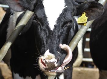 Close-up of cow sticking out tongue