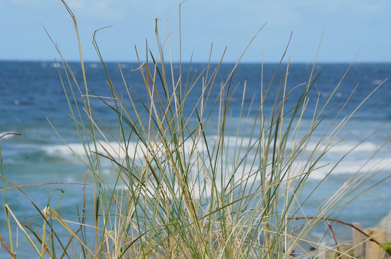 water, sea, horizon over water, grass, plant, tranquility, tranquil scene, nature, sky, beauty in nature, scenics, growth, beach, day, idyllic, outdoors, focus on foreground, no people, shore, growing