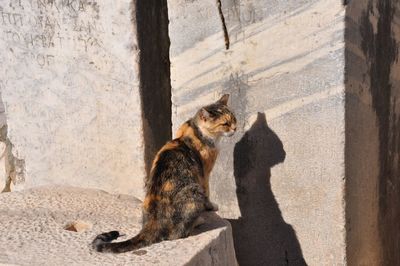 Cats of ephesus