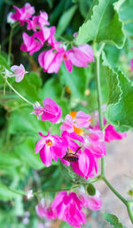 Close-up of pink flowers blooming outdoors