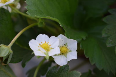 Close-up of white flowering plant