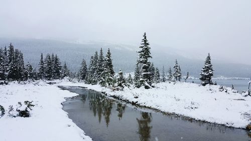 Snow covered trees on landscape against sky