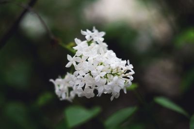 Close-up of white flowering plant