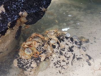 High angle view of crab on beach