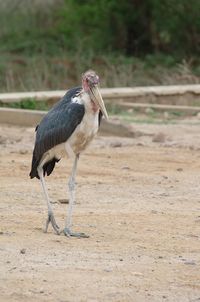 High angle view of gray heron