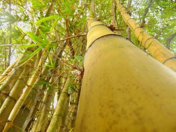 Low angle view of trees