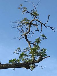 Low angle view of tree against blue sky