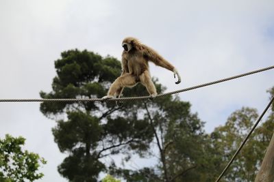 Low angle view of gray langur walking on rope against sky